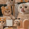 鷐
