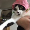 今夜不流淚