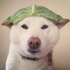 丸子酱