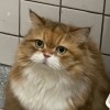 貌似存在