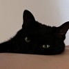 zz