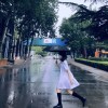 灼灼其华