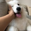 木栅大魔王