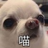 ASUSU
