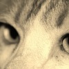 MOW_