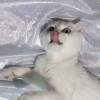 Maowu