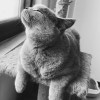 猫猫在哪里