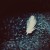 MelancholyBass
