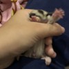 里昂大甜菜