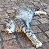 ミミ♪(´ε｀ )