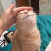 メン