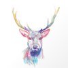 MisterStag