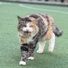 伤心的香