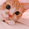 Mr_nini
