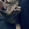 NEUYREKEES