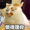 大貓貓
