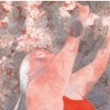 冬瓜玉露