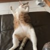 Niija