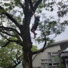 青春欸瓜