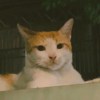 SHIANGZZZ