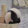 杀了我就现在