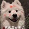 我为阿岳下街声