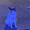 Oli
