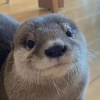 It_Just_An_Otter