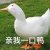 煜哥絕不回頭