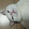 pet