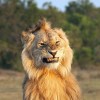 Lionking