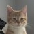 Llcaat