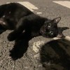 佩呸佩呸佩容