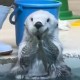 企鵝魚