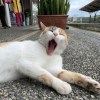 Perrrcy