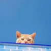 phoebe_zhao