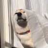 I’m Polly