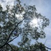 spring_art_h9c