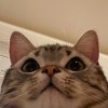 蚊子