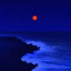 Purple_Summer