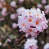 gentle_snow_ql1