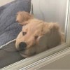 蘇帕尼醬