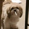 長生