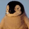 企死一死