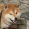 柴犬武士靈徹