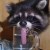 🦝