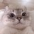 SINGLE_EYELID