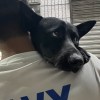 Schi_07