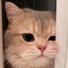 Shayne