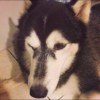 Shan_liber